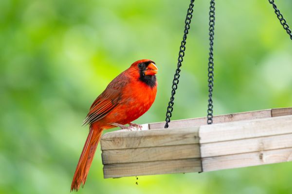 Quelles sont les caractéristiques uniques du Bird Buddy?